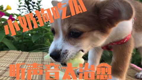 娱乐吃瓜酱送小狗视频,温馨瞬间感动网友